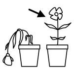 Arasaac 150-9accc359af69685854a015c5e95e8035