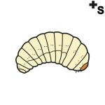 Arasaac 150-92d74538d28b31dfe7b915cf1598b87d